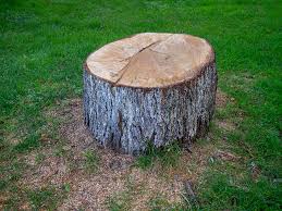 Reliable Scotia, NY Tree Care Solutions