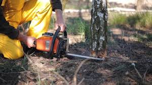 Best Root Management and Removal  in Scotia, NY