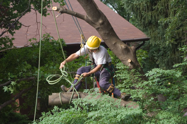 Best Tree Preservation Services  in Scotia, NY